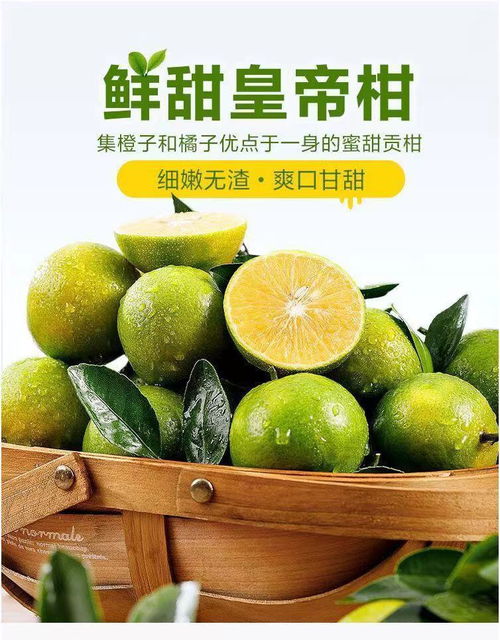 橘颂新篇 辨一辨皇帝柑与沃柑的时光风味